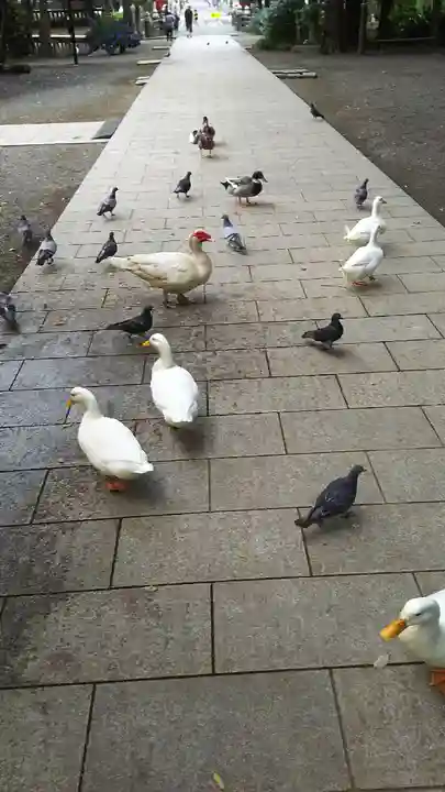 平塚八幡宮の動物