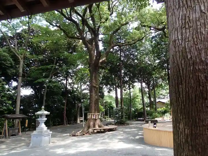 星川杉山神社の自然