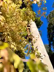 矢彦神社(長野県)