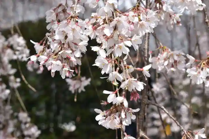 本満寺(本願満足寺)の自然