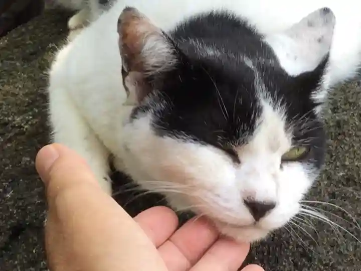 鎌数伊勢大神宮(千葉県)