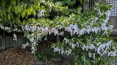 大浦諏訪神社のおみくじ