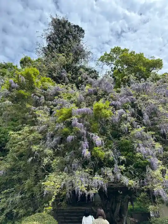 礒部神社(富山県)