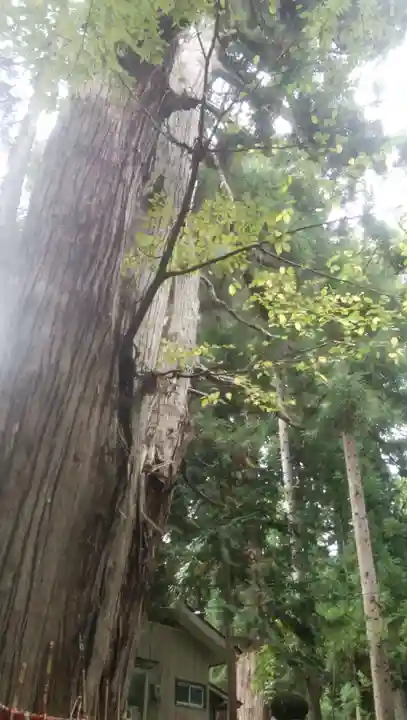 磐椅神社の自然