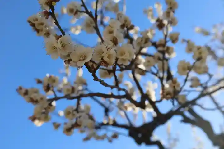 増上寺塔頭 三縁山 宝珠院(東京都)
