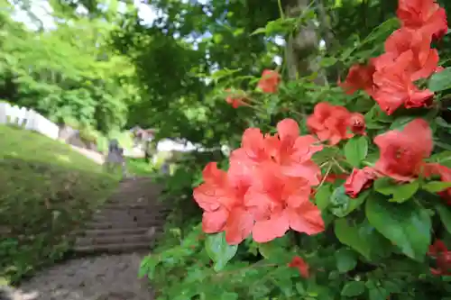 戸隠神社奥社の自然