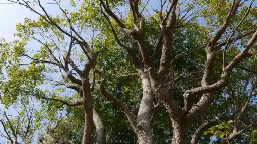 谷原氷川神社の{uncategorized: "未分類", other: "その他", undefined: "問題あり", building: "その他建物", grave: "お墓", sacred_gate: "鳥居", guardian: "狛犬", statue: "像", buddha: "仏像", history: "歴史", nature: "自然", garden: "庭園", animal: "動物", pagoda: "塔", temizu: "手水舎", mountain_gate: "山門・神門", sanctuary: "本殿・本堂", subordinate: "末社・摂社", art: "芸術", scenery: "景色", jizo: "地蔵", ema: "絵馬", goshuin: "御朱印", omikuji: "おみくじ", items: "授与品その他", amulet: "お守り", goshuincho: "御朱印帳", eats: "食事", festival: "お祭り", votive_dance: "神楽", shichigosan: "七五三参", wedding: "結婚式", experience: "体験その他", initially: "初詣", around: "周辺", anti_infection: "感染症対策"}