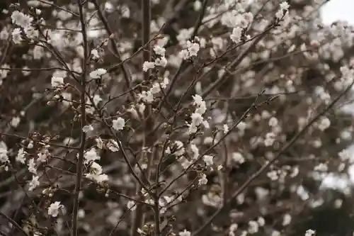 開成山大神宮の庭園