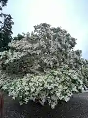 沙沙貴神社の自然