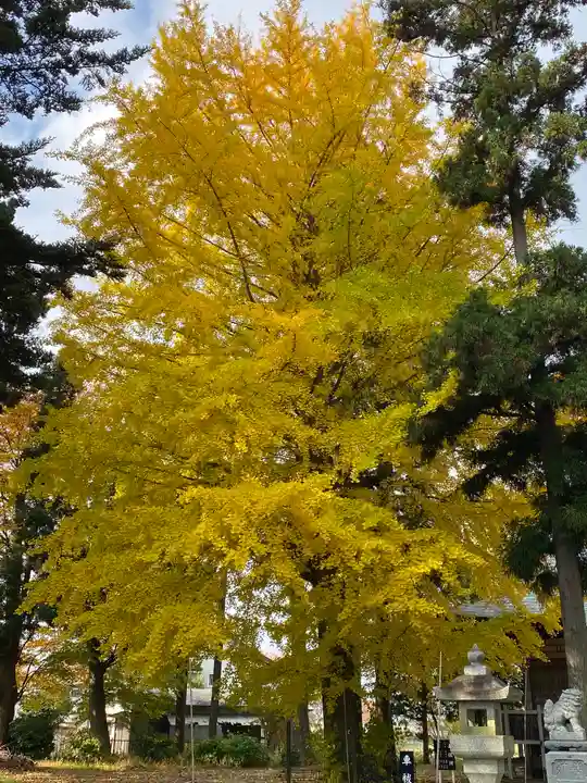 大宮神社の自然