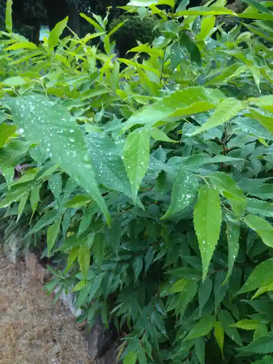 阿智神社の自然