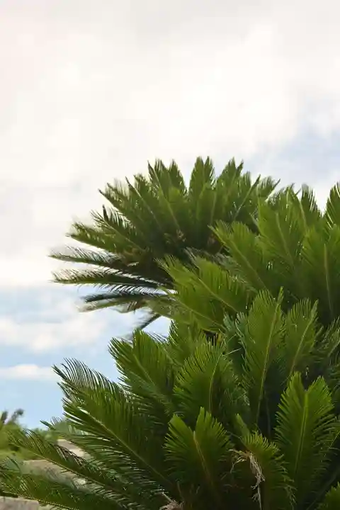 遍照院(愛媛県)