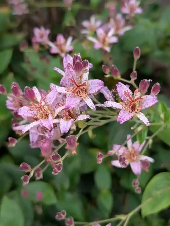 蛇窪神社(東京都)