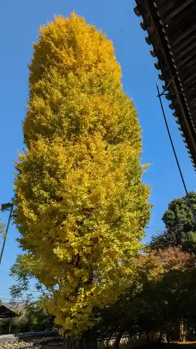 穴太寺(京都府)