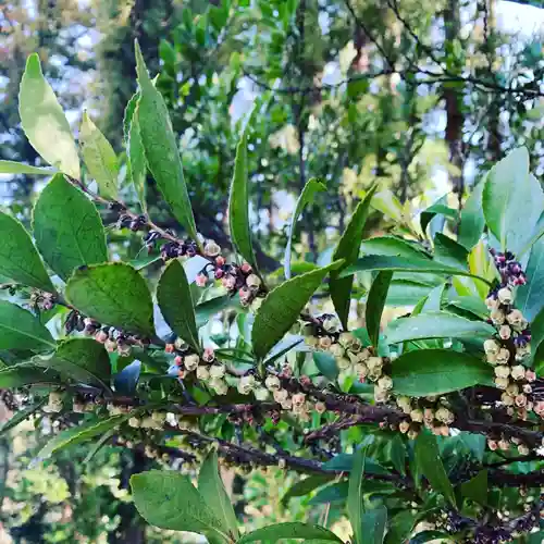 豊景神社の自然