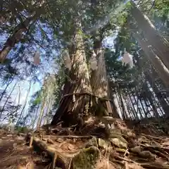 戸隠神社火之御子社の自然