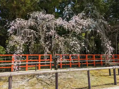 賀茂別雷神社（上賀茂神社）(京都府)