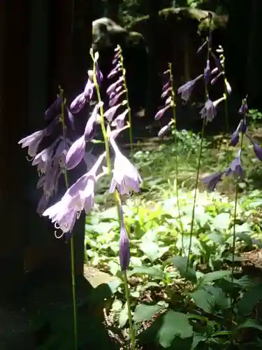 山の神社の自然