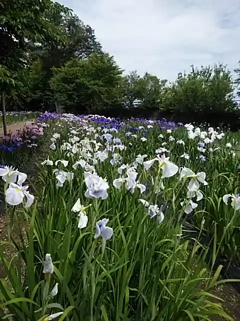 伊佐須美神社の自然