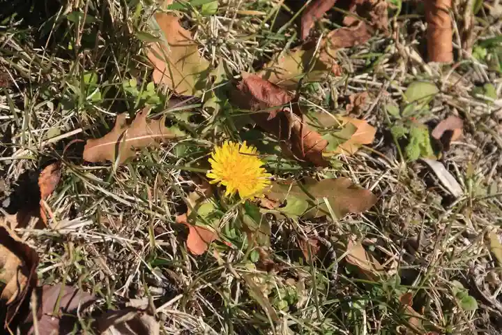 長屋神社の自然