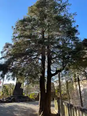 谷保天満宮(東京都)