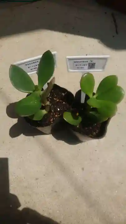 金持神社(鳥取県)