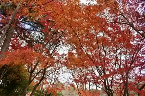 總神寺の自然