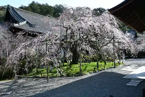 毘沙門堂門跡(京都府)