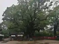 宇美八幡宮の自然