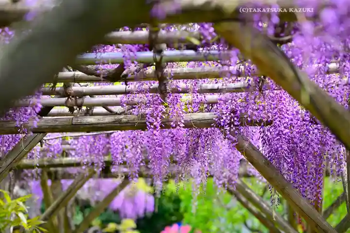 亀戸天神社(東京都)