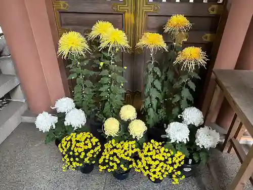 東京大神宮(東京都)