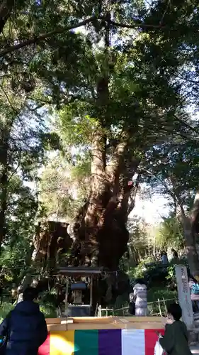 來宮神社の自然