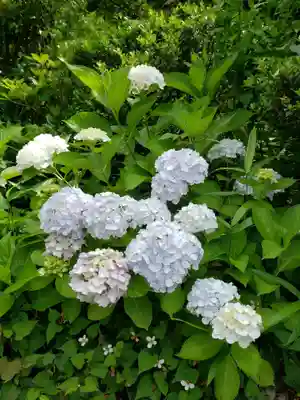 白金氷川神社(東京都)