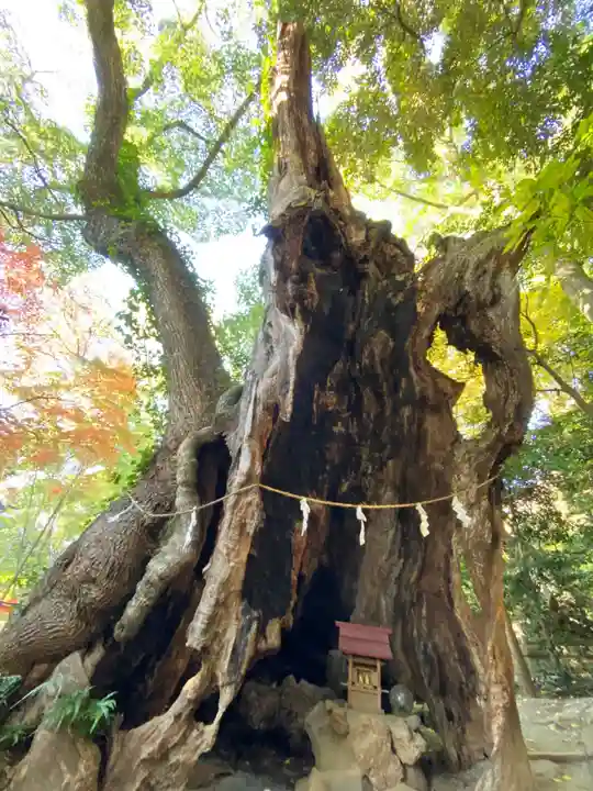 來宮神社の自然