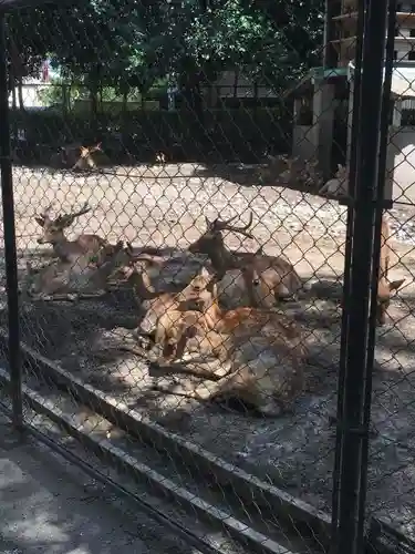 三嶋大社の動物