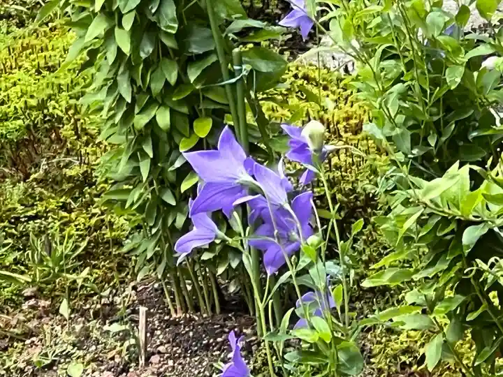 廬山寺(廬山天台講寺)(京都府)