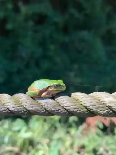 小山田白山神社の動物