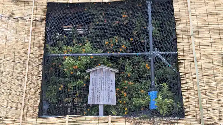 平安神宮の自然