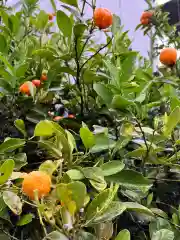 露天神社（お初天神）の自然