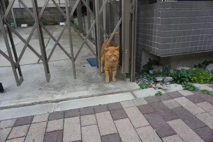 当代島稲荷神社の動物