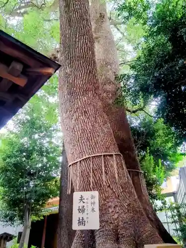 鳩ヶ谷氷川神社(埼玉県)