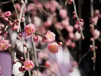 東京大神宮(東京都)