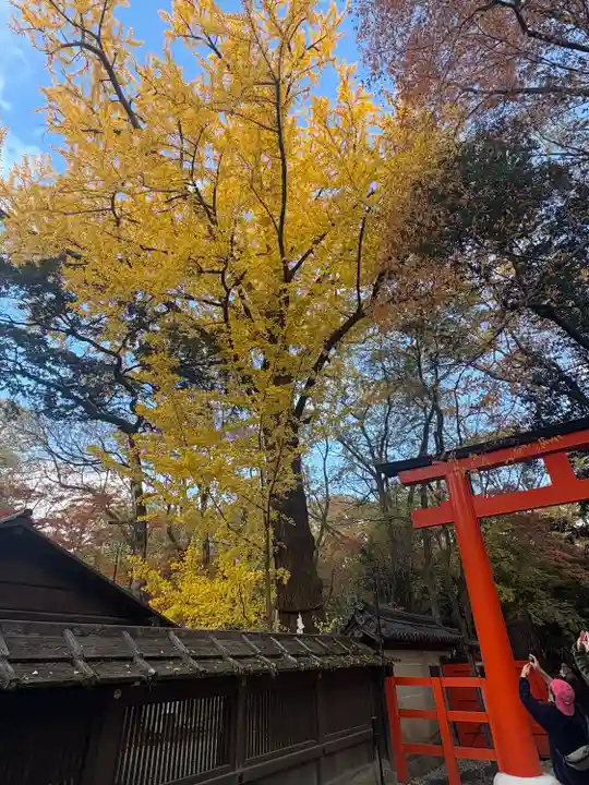 河合神社(鴨川合坐小社宅神社)(京都府)