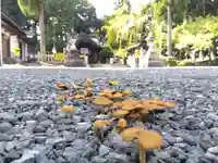 綾部八幡宮(京都府)