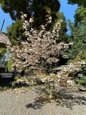 阿佐ヶ谷神明宮(東京都)