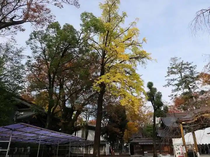 大國魂神社の自然