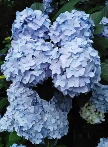 高幡不動尊　金剛寺の自然