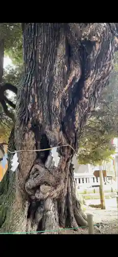 九重神社の自然