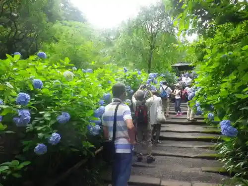 明月院の庭園