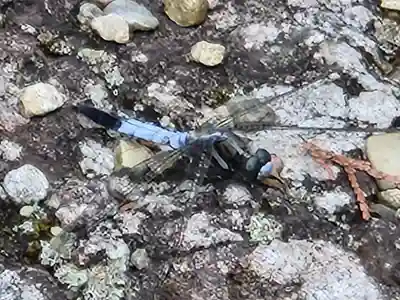 荒田神社の動物